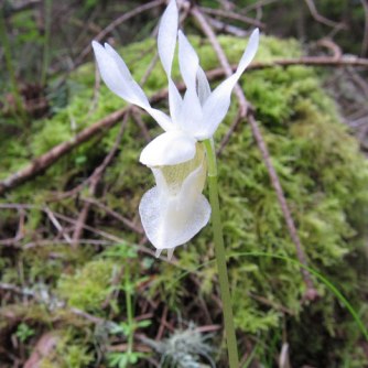Calypso orchid white form, Calypso bulbosa albiflora