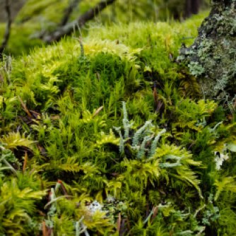 Lush gardens of mosses and lichens are a hallmark of Lopez Hill