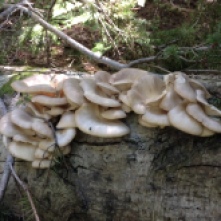 Oyster mushrooms, Pleurotus ostreatus, growing on an Alder log. Photo by Adrienne Adams.